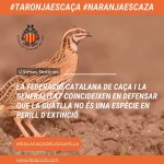 La Federació Catalana de Caça i la Generalitat coincideixen en defensar que la guatlla no és una espècie en perill d’extinció